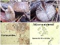 Mycena abramsii-amf137